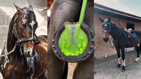 horse cumshot compilation